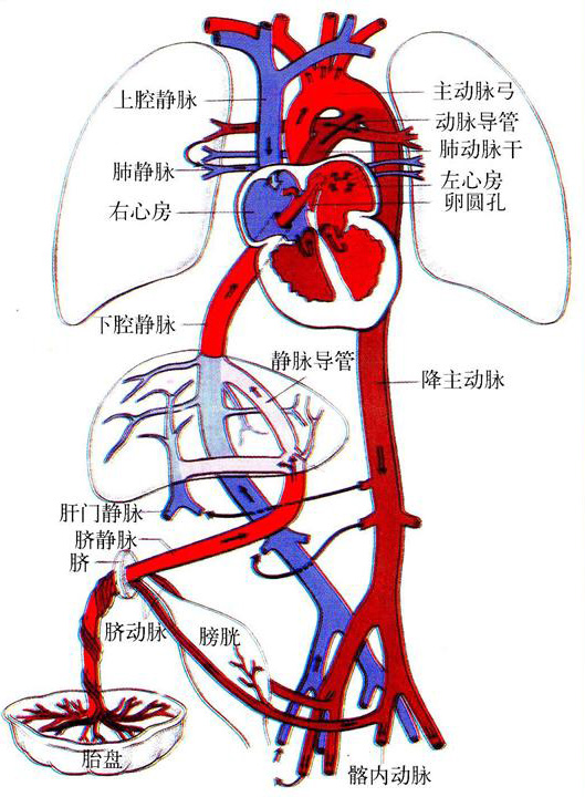 中文摘要下腔静脉与并行腹主动脉直径比评估血透患者干体重摘要目的