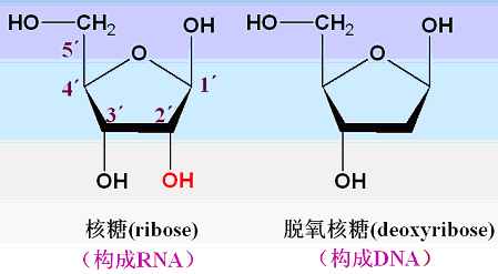 碱基和核糖(脱氧核糖)通过糖苷键连接形成核苷