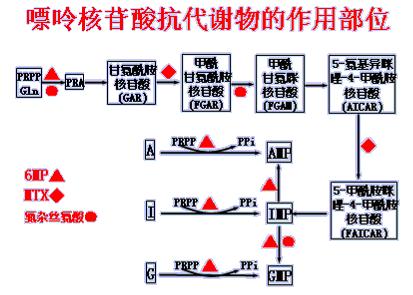 核苷酸在奶粉里的作用_生物核苷酸字母_核苷酸的生物合成受哪些代谢物的抑制